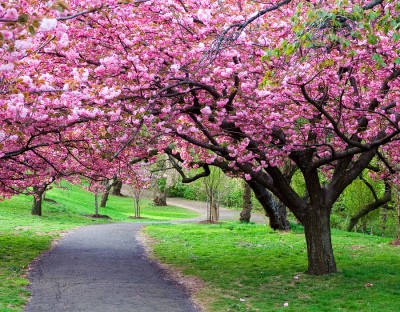 bigstock-Cherry-Blossom-Path-19502825