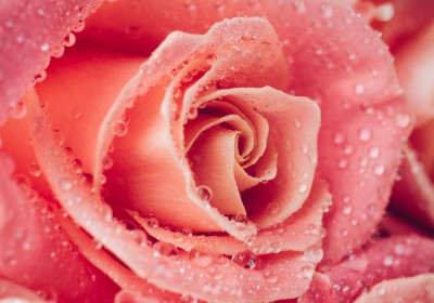 Flower Of Fresh Wet Rose