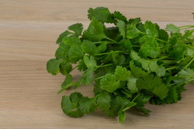 coriander leaves heap on the wooden background