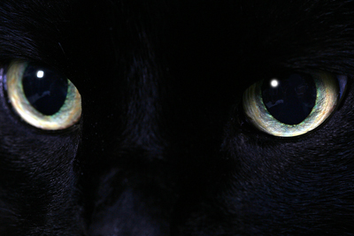 bigstock-cat-eyes-810196